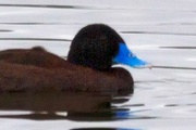 Blue-billed Duck (Oxyura australis)